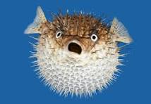 Phòng chống ngộ độc thực phẩm do ăn cá nóc